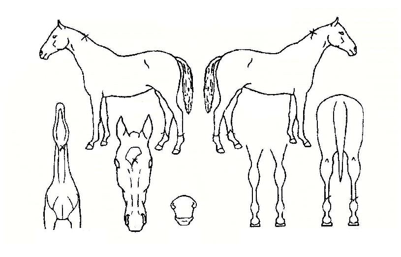 ÇØºñÄ¡ÀÇ Ãø¸é,¿ì¸é,µÞ¸é,µÎ»ó,´Ù¸®ÀÇ Æ¯Â¡µµÇØ