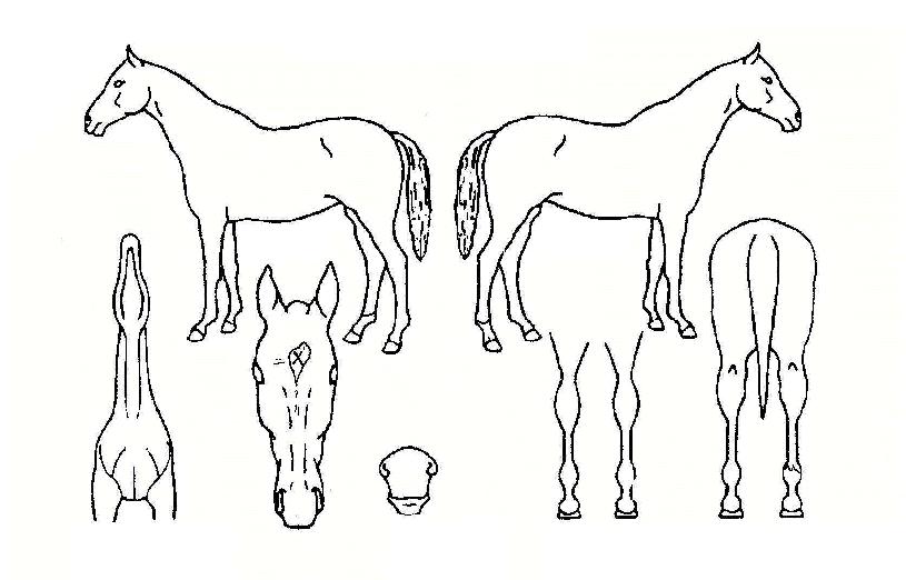 ��ũ������ ����,���,�޸�,�λ�,�ٸ��� Ư¡����