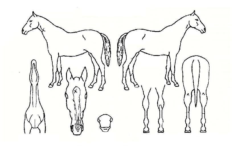 ���������� ����,���,�޸�,�λ�,�ٸ��� Ư¡����