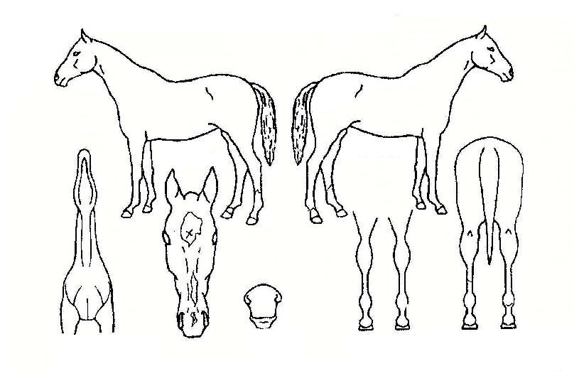 ¹éÈ£ÀÇ Ãø¸é,¿ì¸é,µÞ¸é,µÎ»ó,´Ù¸®ÀÇ Æ¯Â¡µµÇØ