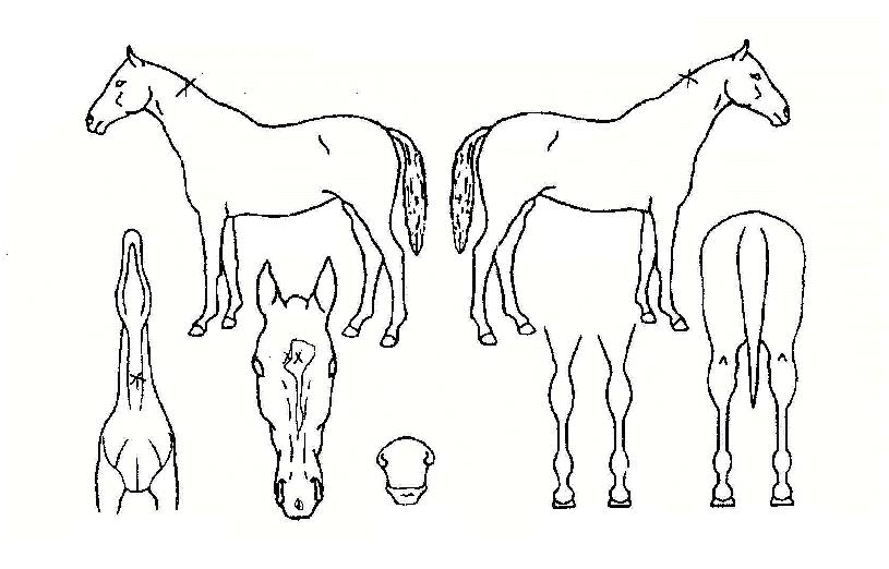 �����̼����� ����,���,�޸�,�λ�,�ٸ��� Ư¡����