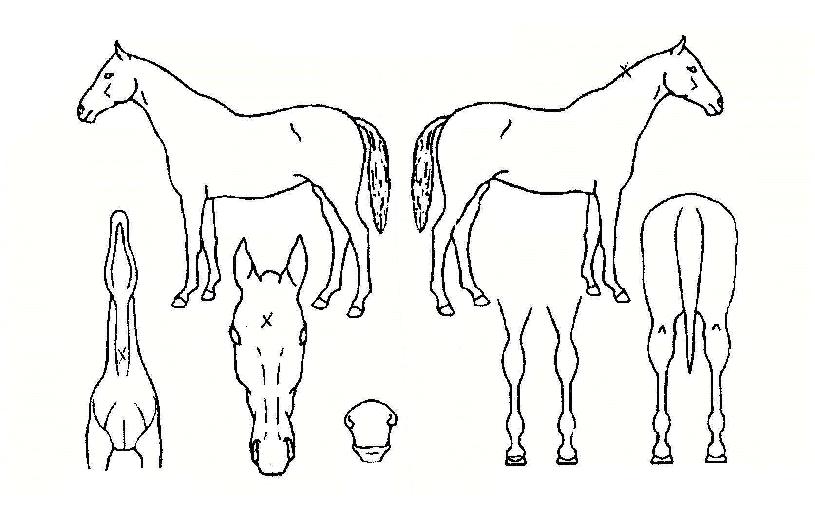 �Ӵϸ���Ŀ�� ����,���,�޸�,�λ�,�ٸ��� Ư¡����