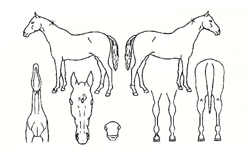 ÃѾ˰øÁÖÀÇ Ãø¸é,¿ì¸é,µÞ¸é,µÎ»ó,´Ù¸®ÀÇ Æ¯Â¡µµÇØ