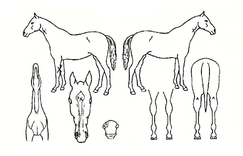 ���Ǵ����� ����,���,�޸�,�λ�,�ٸ��� Ư¡����