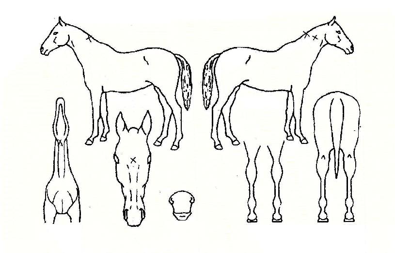 ��ڿ����� ����,���,�޸�,�λ�,�ٸ��� Ư¡����