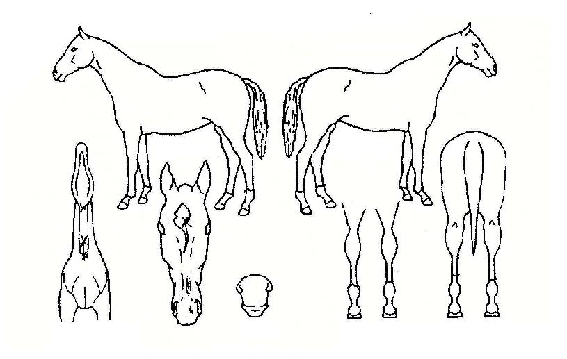 ¸®¾ó·¹À̽ºÀÇ Ãø¸é,¿ì¸é,µÞ¸é,µÎ»ó,´Ù¸®ÀÇ Æ¯Â¡µµÇØ