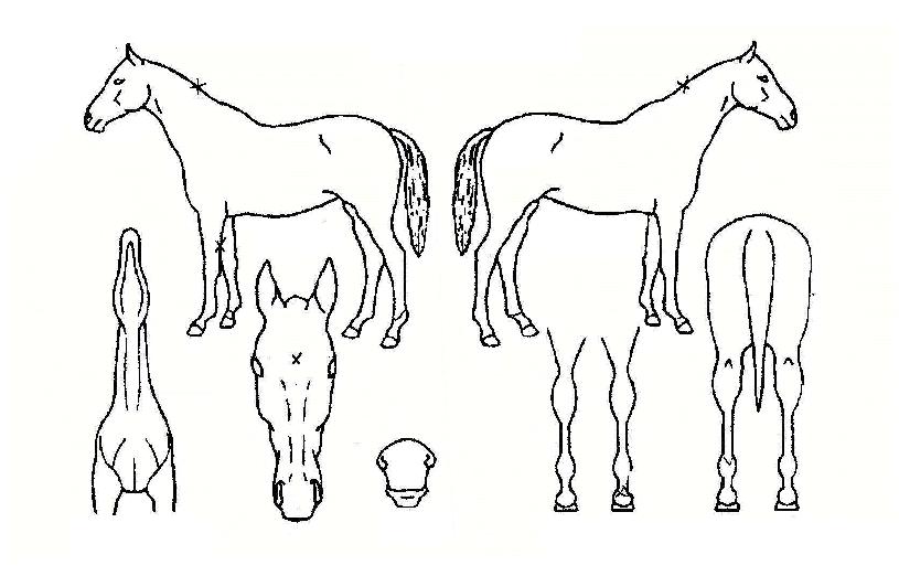 ����è���� ����,���,�޸�,�λ�,�ٸ��� Ư¡����