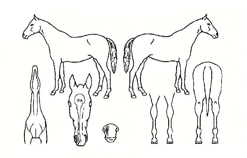 ÀÏÁ¾¹«Á¾ÀÇ Ãø¸é,¿ì¸é,µÞ¸é,µÎ»ó,´Ù¸®ÀÇ Æ¯Â¡µµÇØ