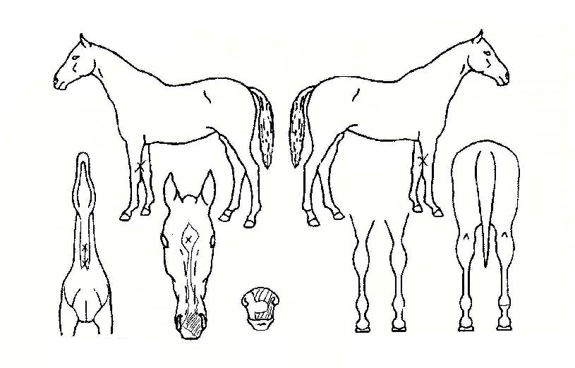 ¿ÕÆ÷ÀÇ Ãø¸é,¿ì¸é,µÞ¸é,µÎ»ó,´Ù¸®ÀÇ Æ¯Â¡µµÇØ