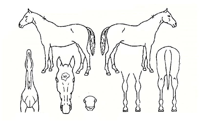 ¼¼À̹öÇöó¿öÀÇ Ãø¸é,¿ì¸é,µÞ¸é,µÎ»ó,´Ù¸®ÀÇ Æ¯Â¡µµÇØ