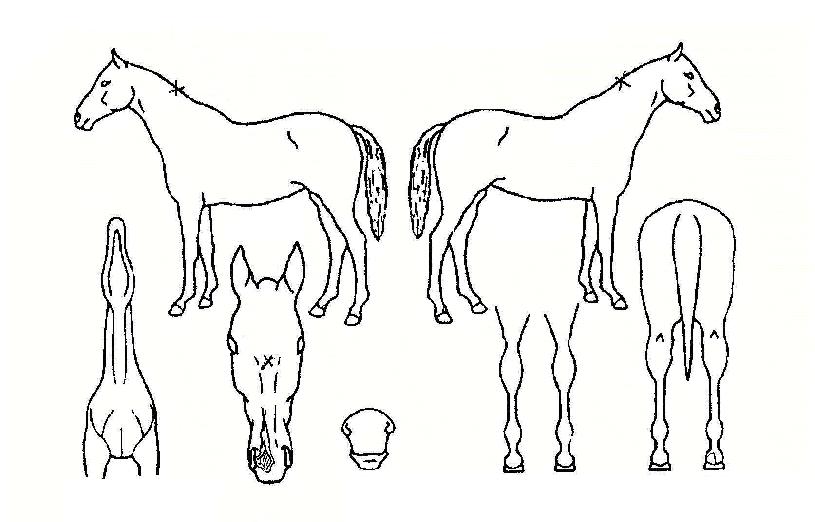 ¿ÀµòÀÇâÀÇ Ãø¸é,¿ì¸é,µÞ¸é,µÎ»ó,´Ù¸®ÀÇ Æ¯Â¡µµÇØ