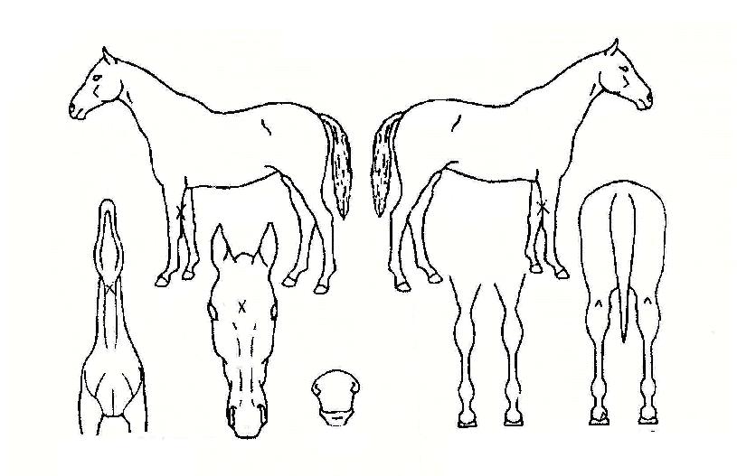 ���������� ����,���,�޸�,�λ�,�ٸ��� Ư¡����