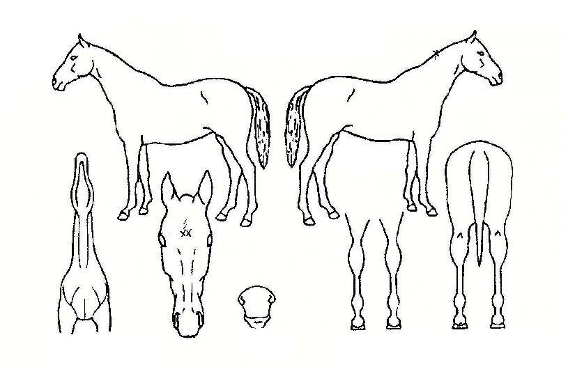 ����è���� ����,���,�޸�,�λ�,�ٸ��� Ư¡����