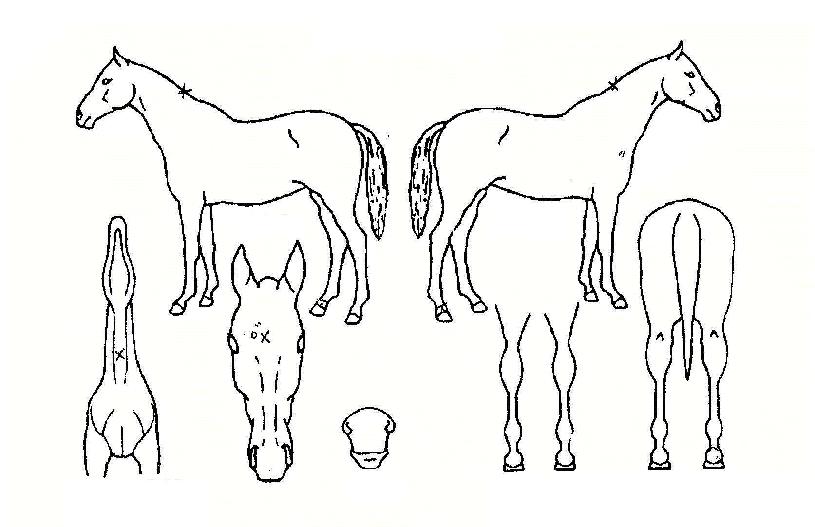 ¼ºÀº¿©Á¦ÀÇ Ãø¸é,¿ì¸é,µÞ¸é,µÎ»ó,´Ù¸®ÀÇ Æ¯Â¡µµÇØ