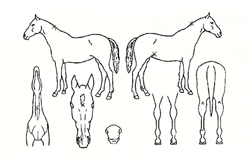 ³Ê¹Ìµå¸¶ÀÇ Ãø¸é,¿ì¸é,µÞ¸é,µÎ»ó,´Ù¸®ÀÇ Æ¯Â¡µµÇØ