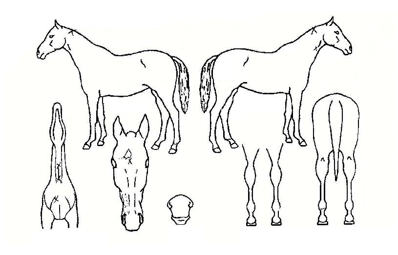 ÀÎÇÇ´ÏÆ¼·ÎµåÀÇ Ãø¸é,¿ì¸é,µÞ¸é,µÎ»ó,´Ù¸®ÀÇ Æ¯Â¡µµÇØ