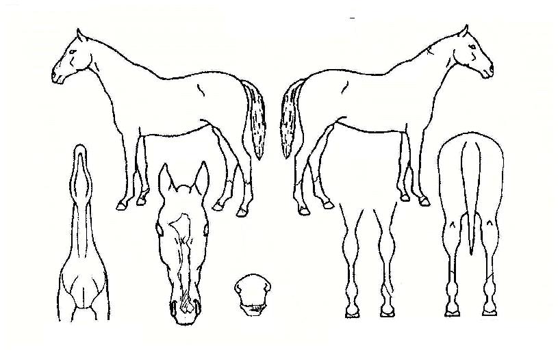 ±¤¾ßÀǺûÀÇ Ãø¸é,¿ì¸é,µÞ¸é,µÎ»ó,´Ù¸®ÀÇ Æ¯Â¡µµÇØ