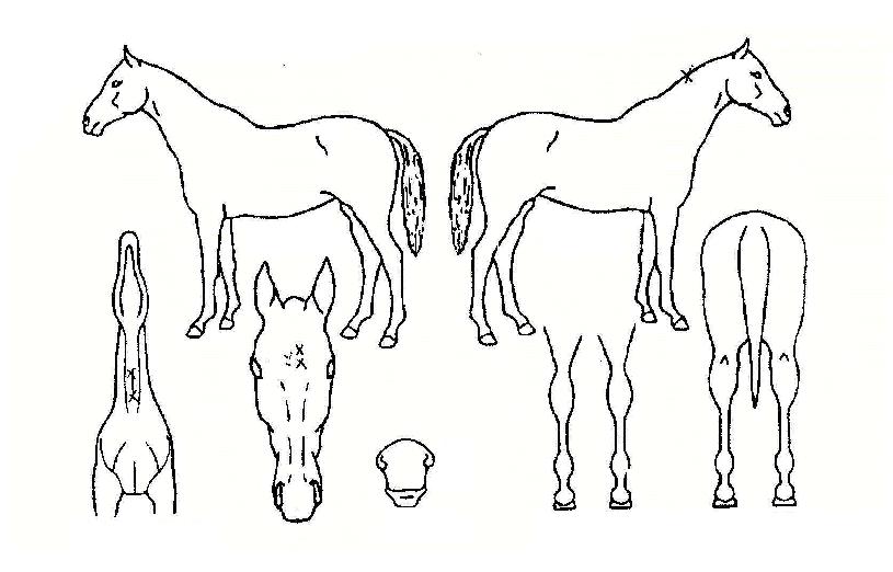 ���̴װ����� ����,���,�޸�,�λ�,�ٸ��� Ư¡����