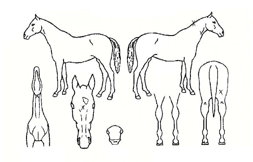 õ�߱����� ����,���,�޸�,�λ�,�ٸ��� Ư¡����