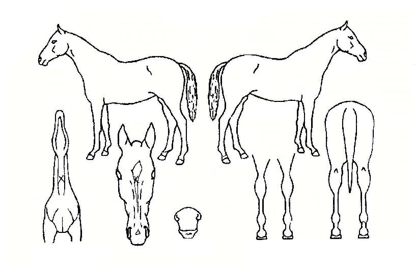 ¿¡½ºÅ͹êµåÀÇ Ãø¸é,¿ì¸é,µÞ¸é,µÎ»ó,´Ù¸®ÀÇ Æ¯Â¡µµÇØ