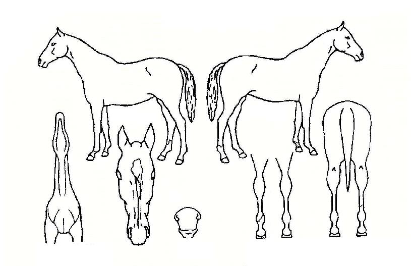 ¹Ì¶óŬÆÄƼÀÇ Ãø¸é,¿ì¸é,µÞ¸é,µÎ»ó,´Ù¸®ÀÇ Æ¯Â¡µµÇØ