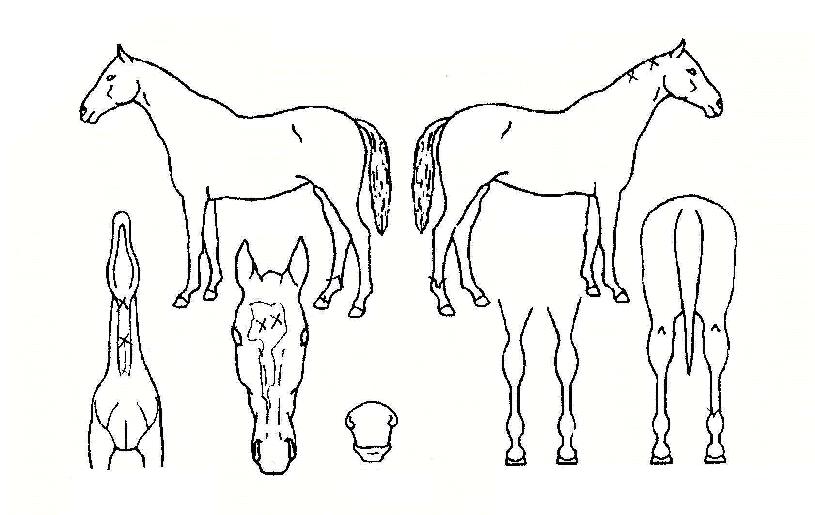 Ç®ºí¶ó½ºÅÍÀÇ Ãø¸é,¿ì¸é,µÞ¸é,µÎ»ó,´Ù¸®ÀÇ Æ¯Â¡µµÇØ