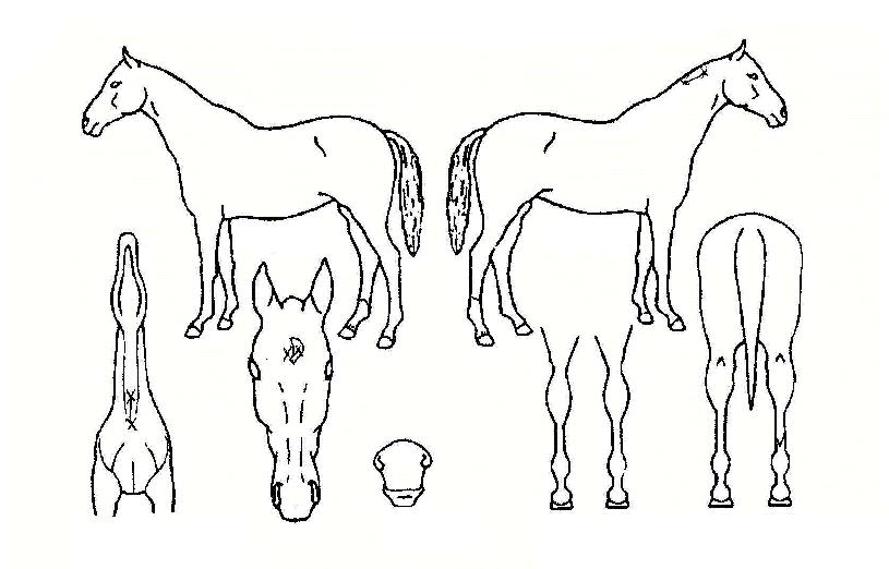 �ް�����Ʈ�� ����,���,�޸�,�λ�,�ٸ��� Ư¡����