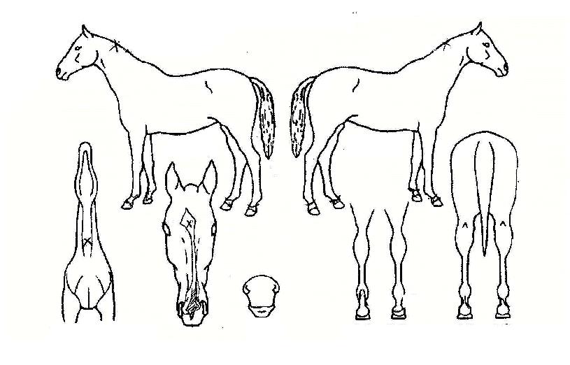 ´Ù¸µÄýÀÇ Ãø¸é,¿ì¸é,µÞ¸é,µÎ»ó,´Ù¸®ÀÇ Æ¯Â¡µµÇØ