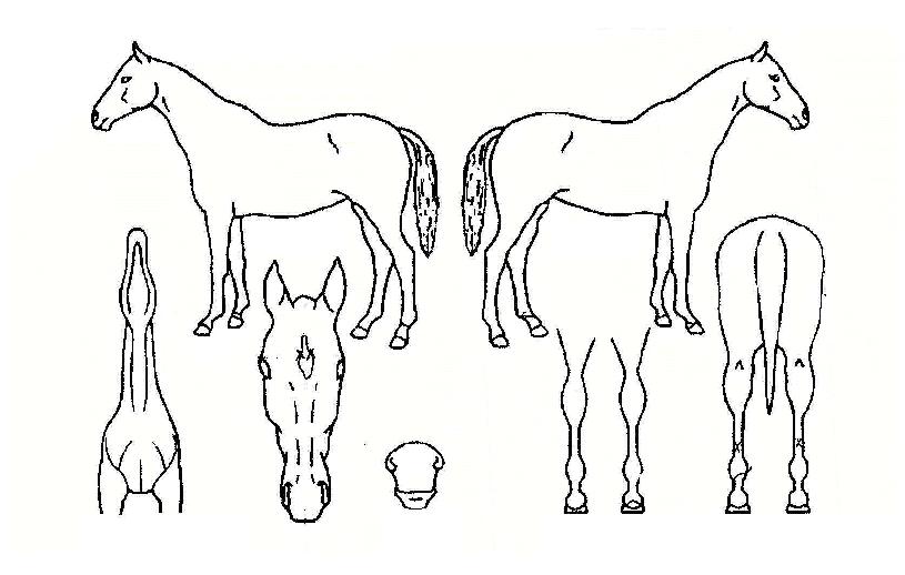 ÄÁ¼Á¸®Ã³ºíÀÇ Ãø¸é,¿ì¸é,µÞ¸é,µÎ»ó,´Ù¸®ÀÇ Æ¯Â¡µµÇØ