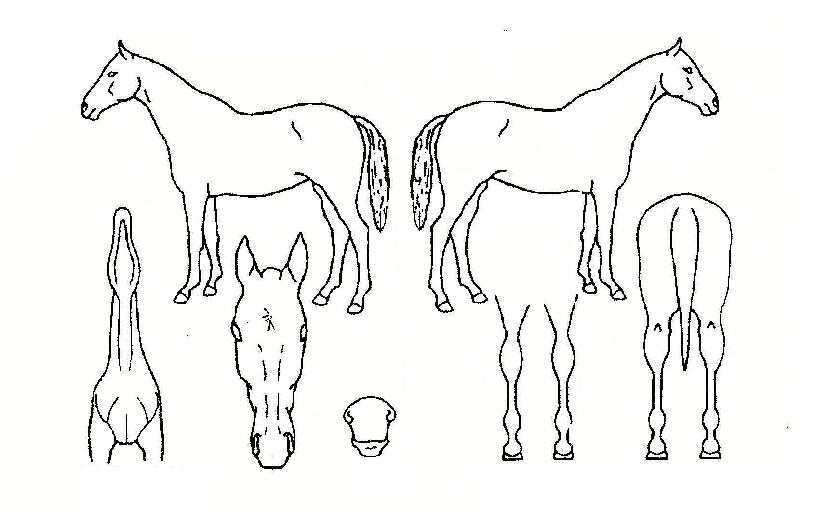 ¿¡¹ö·¡½ºÆÃÀÇ Ãø¸é,¿ì¸é,µÞ¸é,µÎ»ó,´Ù¸®ÀÇ Æ¯Â¡µµÇØ