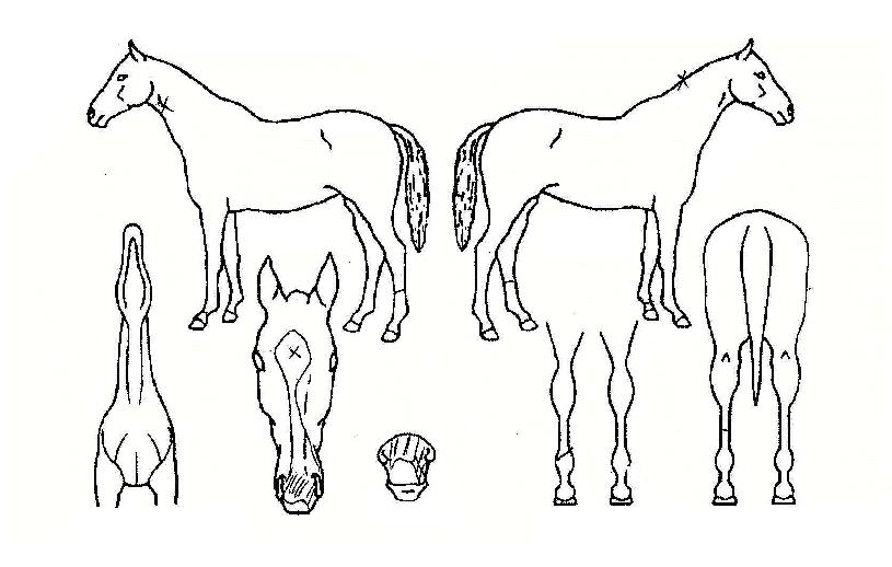 ¼±ºí¶ó½ºÆ®ÀÇ Ãø¸é,¿ì¸é,µÞ¸é,µÎ»ó,´Ù¸®ÀÇ Æ¯Â¡µµÇØ