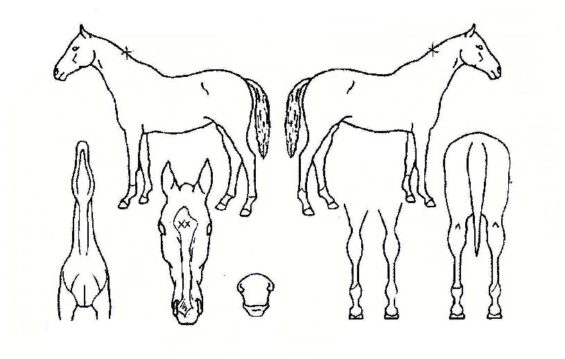 ���ؾ�Ư���� ����,���,�޸�,�λ�,�ٸ��� Ư¡����