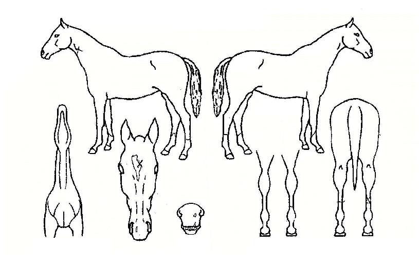 ����� ����,���,�޸�,�λ�,�ٸ��� Ư¡����