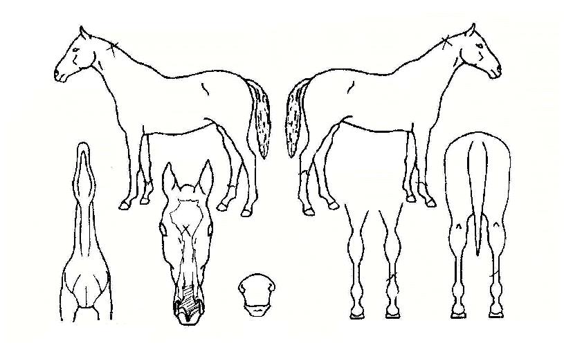 ³ôÀºÇÏ´ÃÀÇ Ãø¸é,¿ì¸é,µÞ¸é,µÎ»ó,´Ù¸®ÀÇ Æ¯Â¡µµÇØ