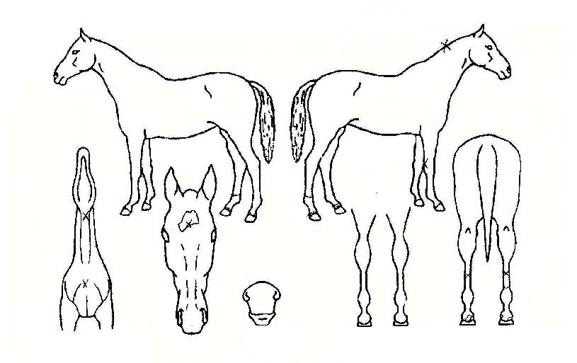 ±Û·Î¹ú·¹À̵ðÀÇ Ãø¸é,¿ì¸é,µÞ¸é,µÎ»ó,´Ù¸®ÀÇ Æ¯Â¡µµÇØ