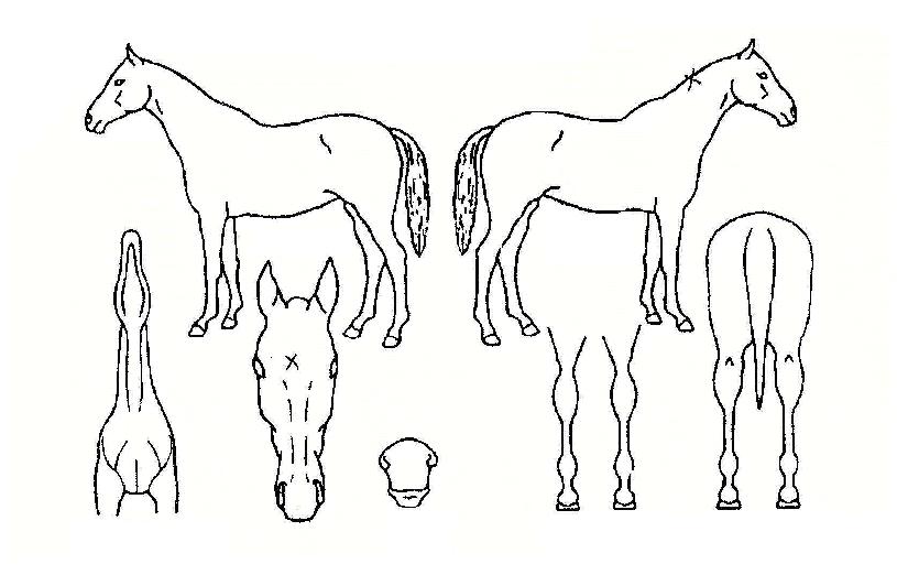 ¿ì½Âº¹ÀÇ Ãø¸é,¿ì¸é,µÞ¸é,µÎ»ó,´Ù¸®ÀÇ Æ¯Â¡µµÇØ