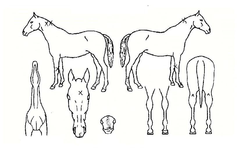 ���Ѻ��� ����,���,�޸�,�λ�,�ٸ��� Ư¡����