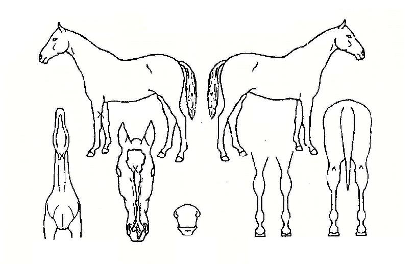 �Ӷ��̾���ڸ��� ����,���,�޸�,�λ�,�ٸ��� Ư¡����