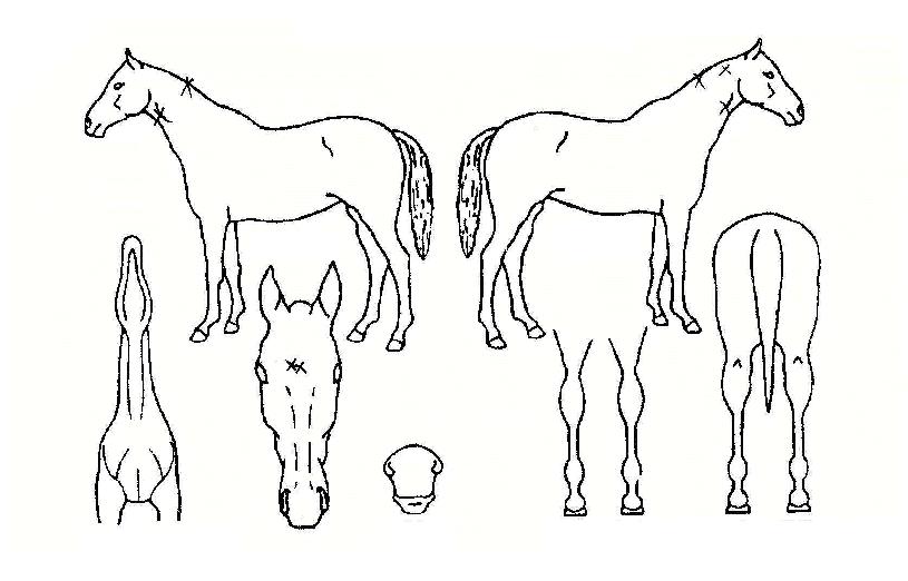 �������ڸ��� ����,���,�޸�,�λ�,�ٸ��� Ư¡����