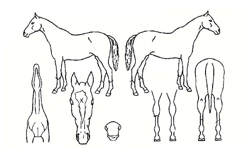 ¿ÀÄɾƳ뽺ÀÇ Ãø¸é,¿ì¸é,µÞ¸é,µÎ»ó,´Ù¸®ÀÇ Æ¯Â¡µµÇØ