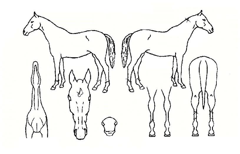 »þÀ̴ϰÉÀÇ Ãø¸é,¿ì¸é,µÞ¸é,µÎ»ó,´Ù¸®ÀÇ Æ¯Â¡µµÇØ