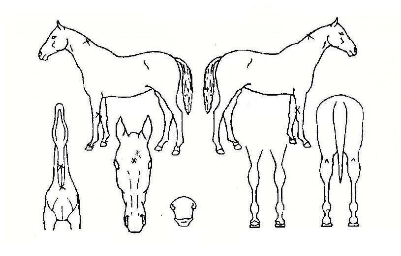 ¿ÀÆä¶ó¿ÕÀÇ Ãø¸é,¿ì¸é,µÞ¸é,µÎ»ó,´Ù¸®ÀÇ Æ¯Â¡µµÇØ