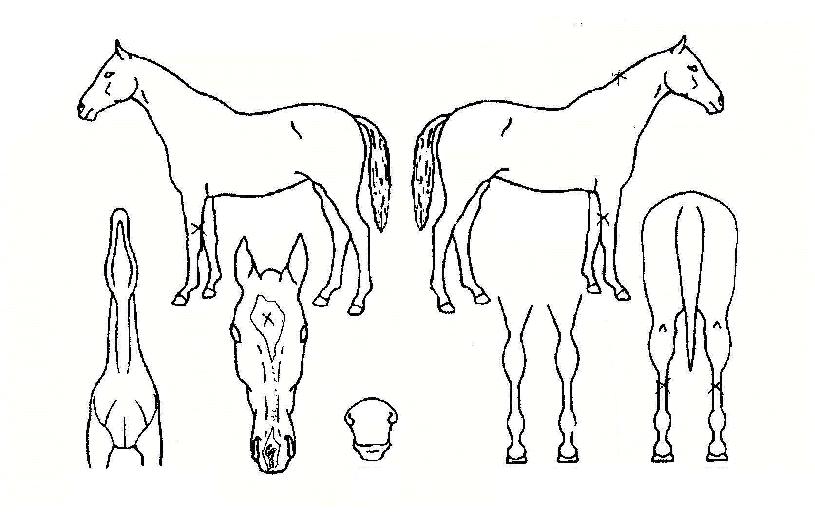 Æä½ºÆ¼ºêÄ·ÇÁÀÇ Ãø¸é,¿ì¸é,µÞ¸é,µÎ»ó,´Ù¸®ÀÇ Æ¯Â¡µµÇØ