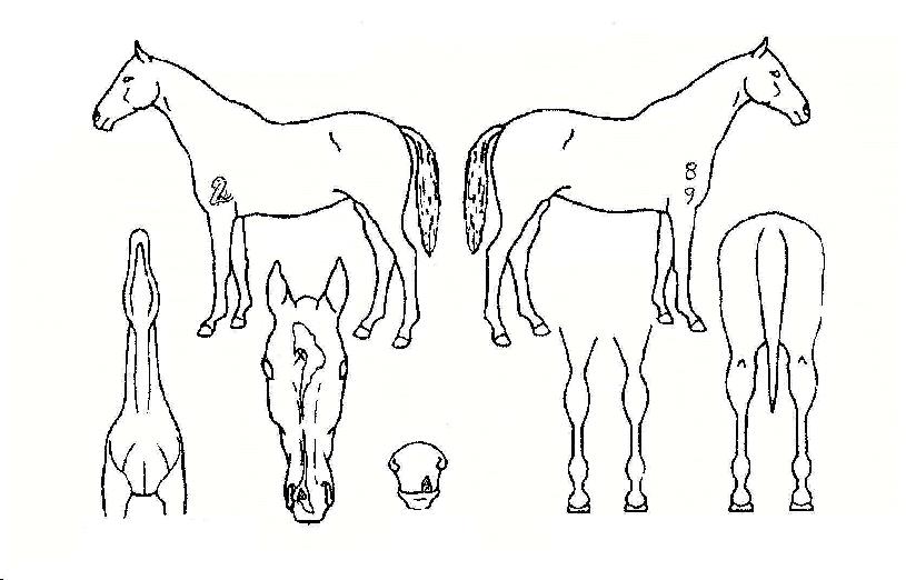 ¹«Àû´ëÈ£ÀÇ Ãø¸é,¿ì¸é,µÞ¸é,µÎ»ó,´Ù¸®ÀÇ Æ¯Â¡µµÇØ