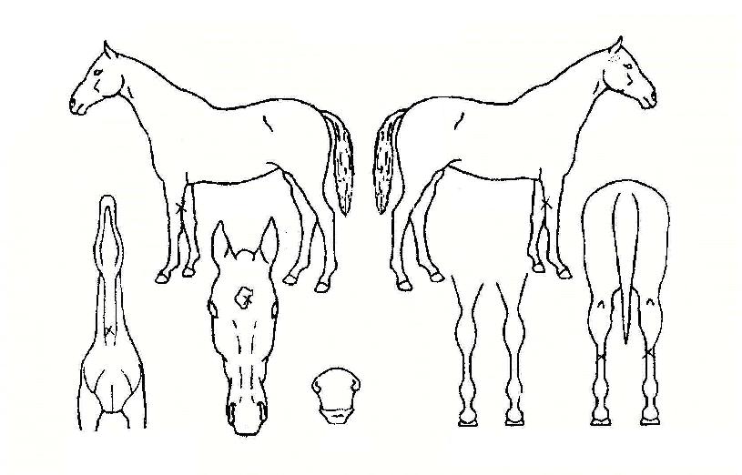 ³ª¶ó¿Â´ÙÀÇ Ãø¸é,¿ì¸é,µÞ¸é,µÎ»ó,´Ù¸®ÀÇ Æ¯Â¡µµÇØ