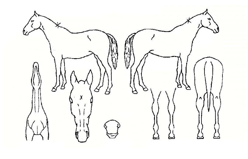 �����ǲ��� ����,���,�޸�,�λ�,�ٸ��� Ư¡����