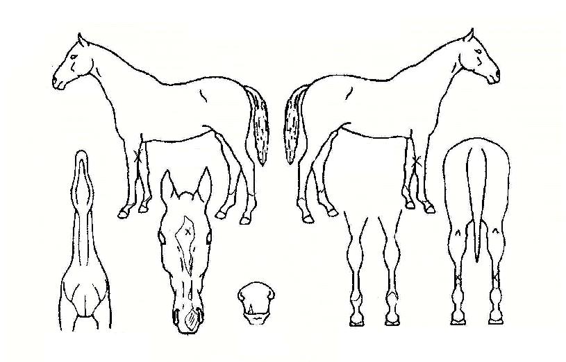 �󼼶�Ʈ�� ����,���,�޸�,�λ�,�ٸ��� Ư¡����