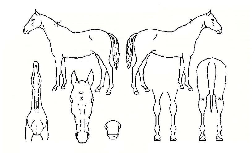 ³ë´ø½ºÄ«ÀÌÀÇ Ãø¸é,¿ì¸é,µÞ¸é,µÎ»ó,´Ù¸®ÀÇ Æ¯Â¡µµÇØ