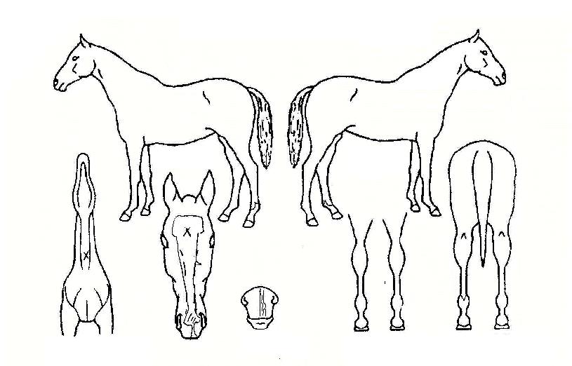 ·¹ÀÌÄ«ÀÇ Ãø¸é,¿ì¸é,µÞ¸é,µÎ»ó,´Ù¸®ÀÇ Æ¯Â¡µµÇØ