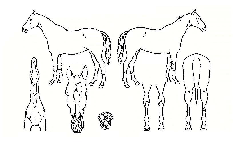 ��̾��� ����,���,�޸�,�λ�,�ٸ��� Ư¡����